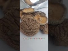 Premium-Flachgetrocknete Shiitake-Pilze reich an Eiweiß